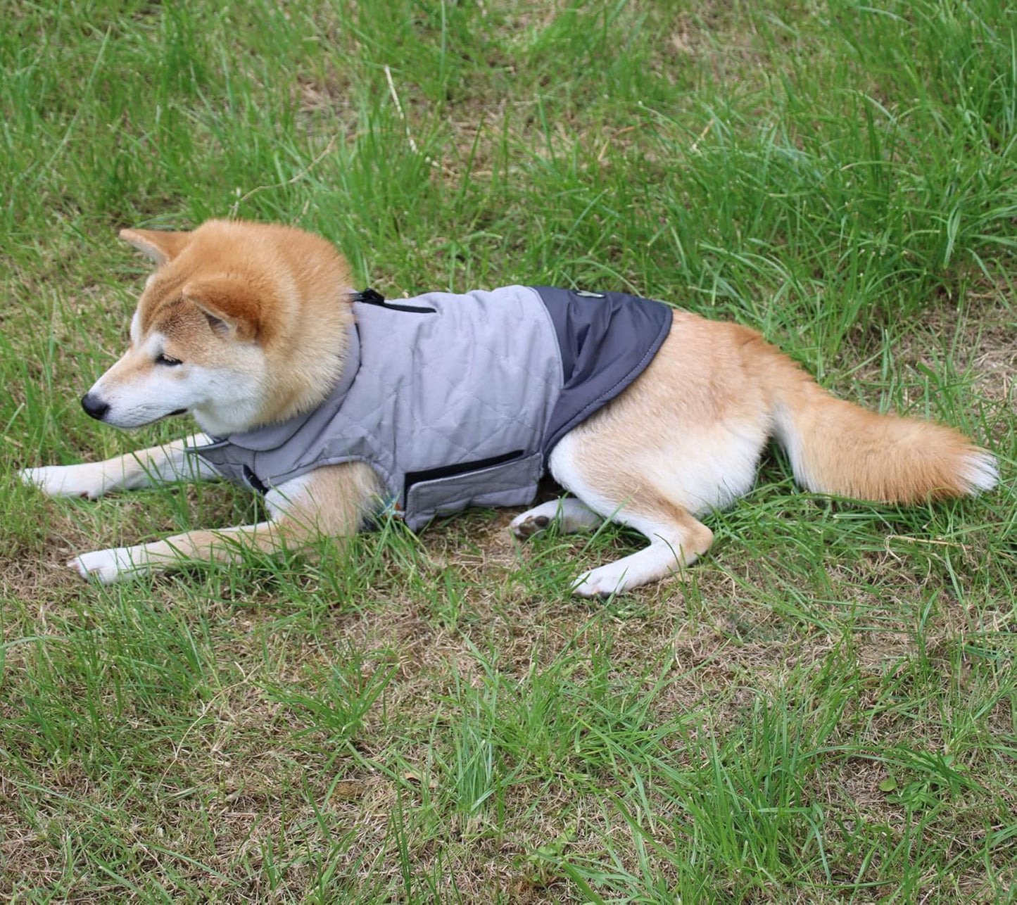 Reversible Waterproof Winter Dog Coat for Small Dogs - Stylish & Warm Puppy Jacket in Grey